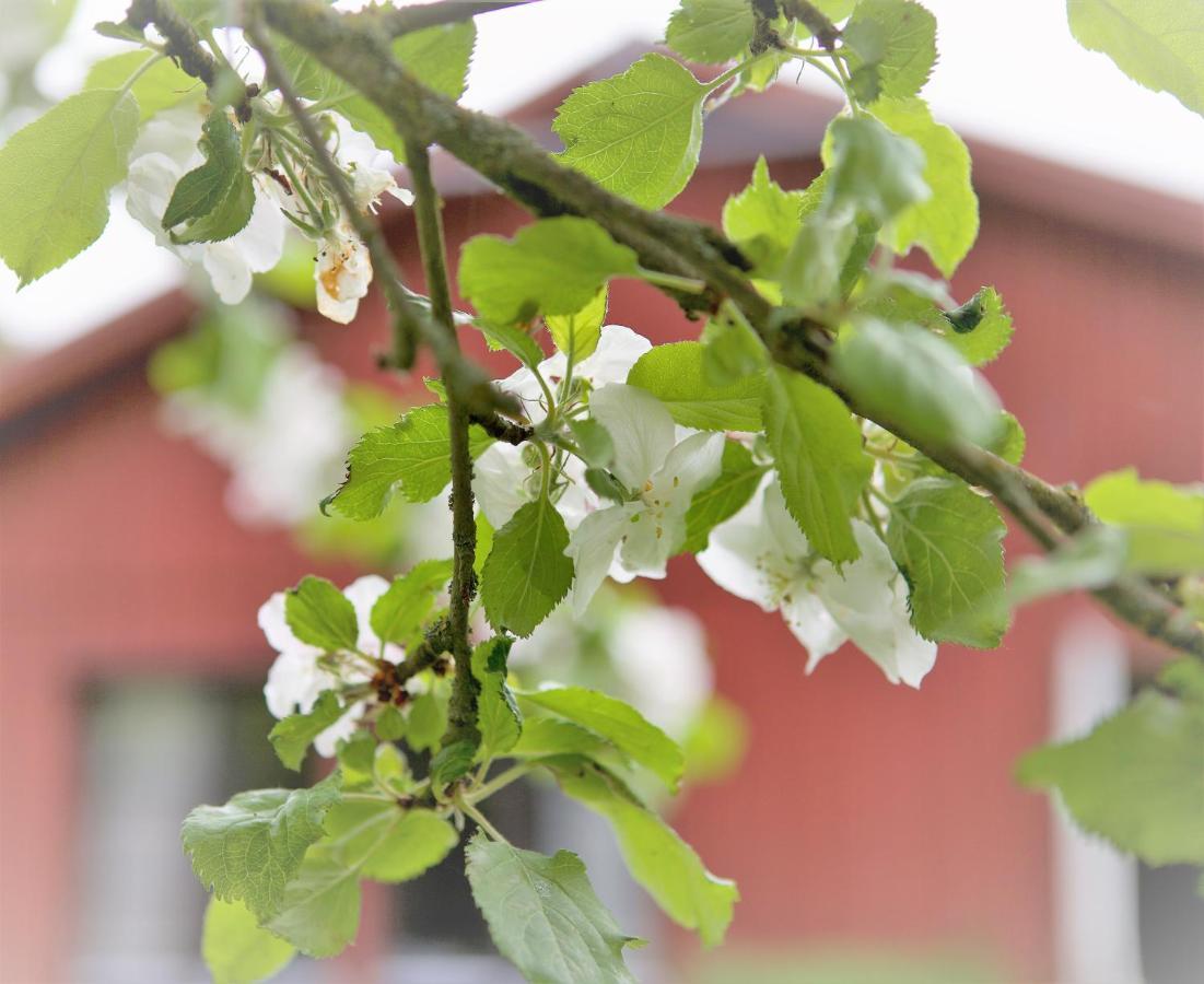 Villa Maria Garden Cottages, Helsingborg Exterior foto